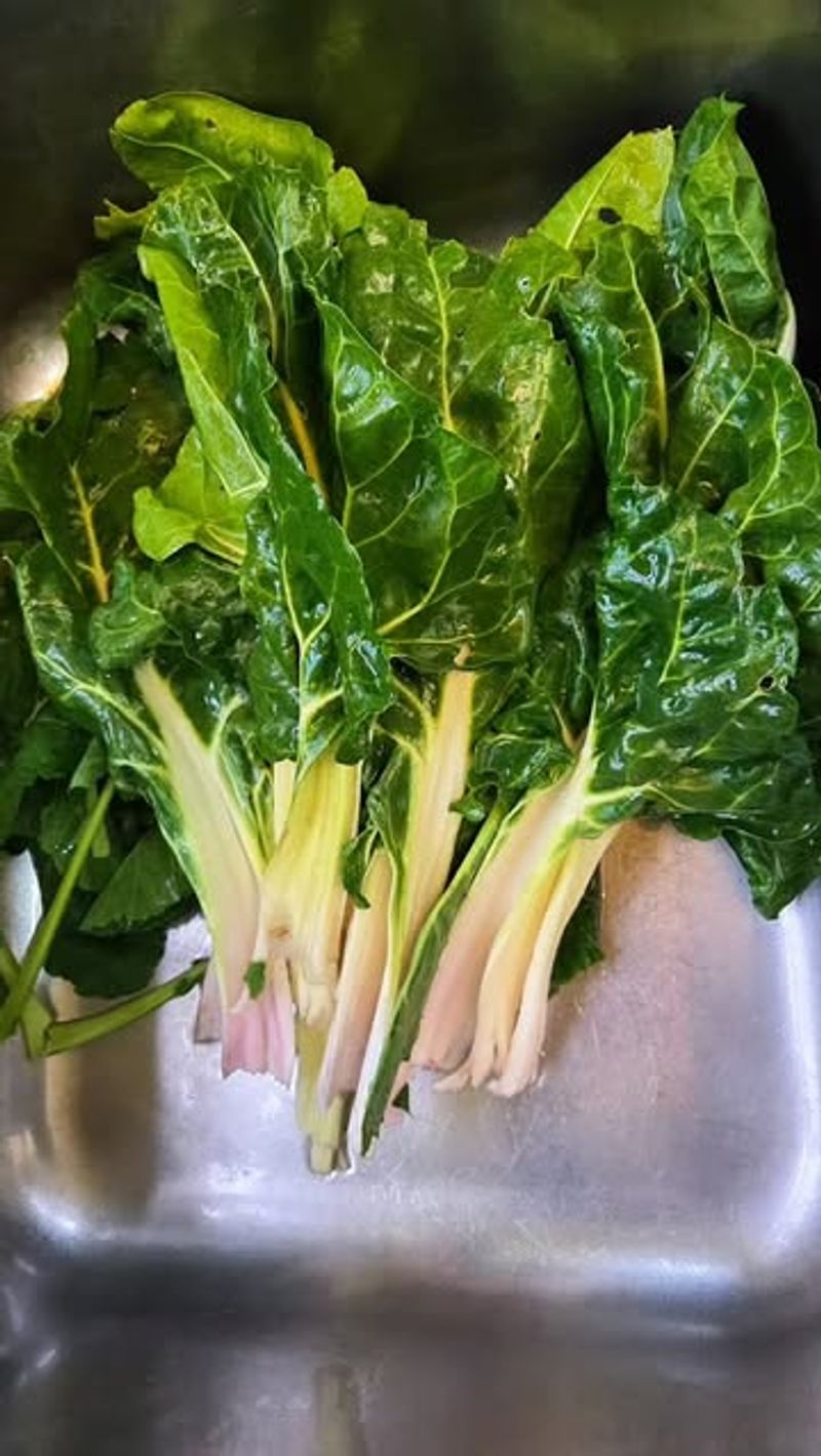 Swiss Chard