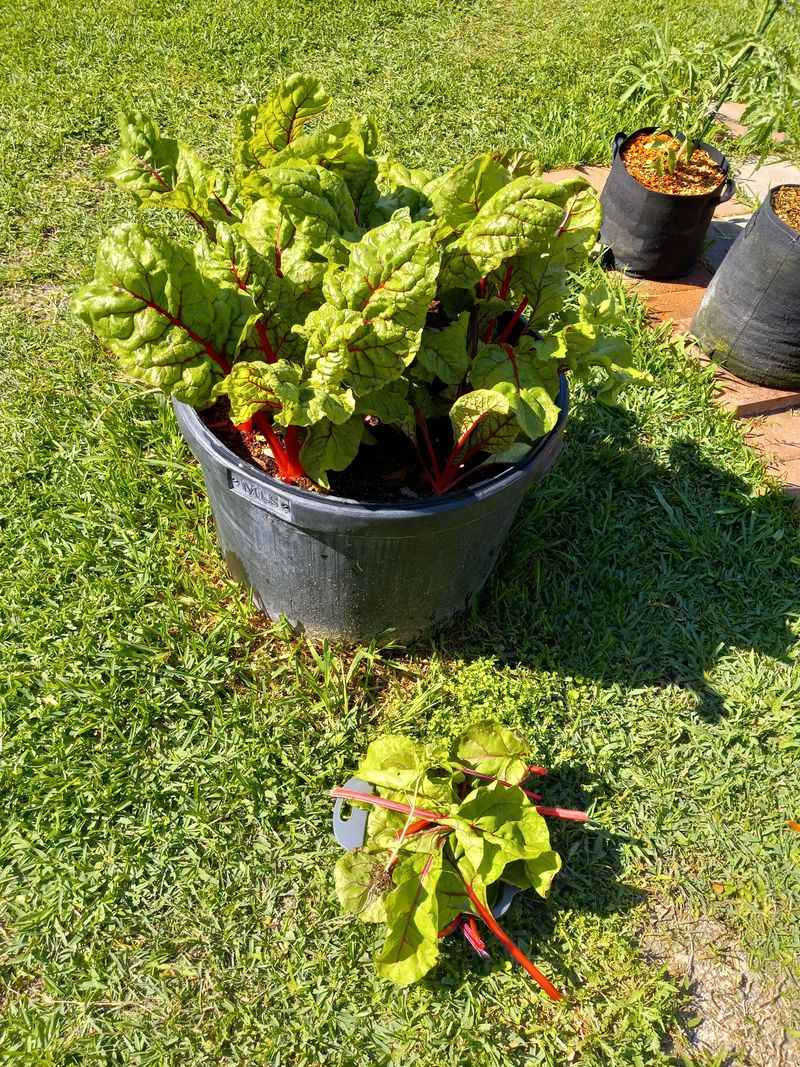 Swiss Chard