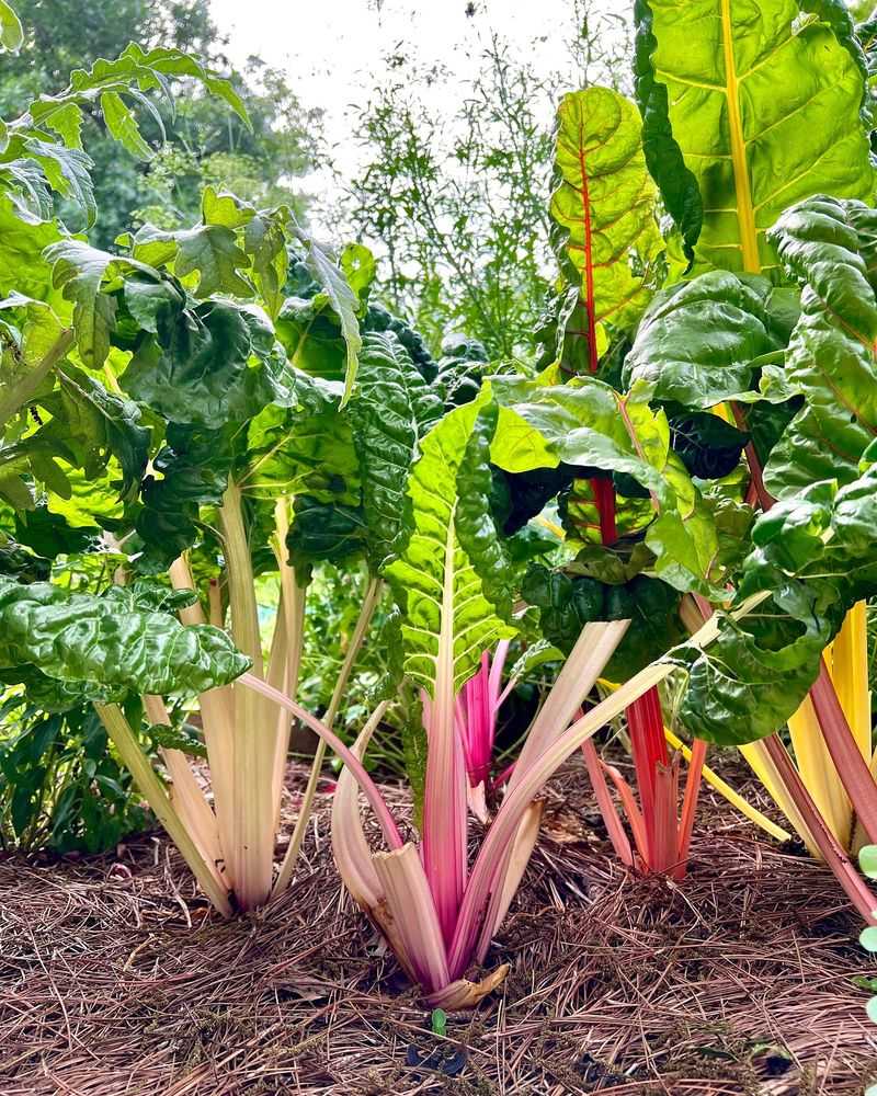 Swiss Chard Continues Growing After Regular Harvests