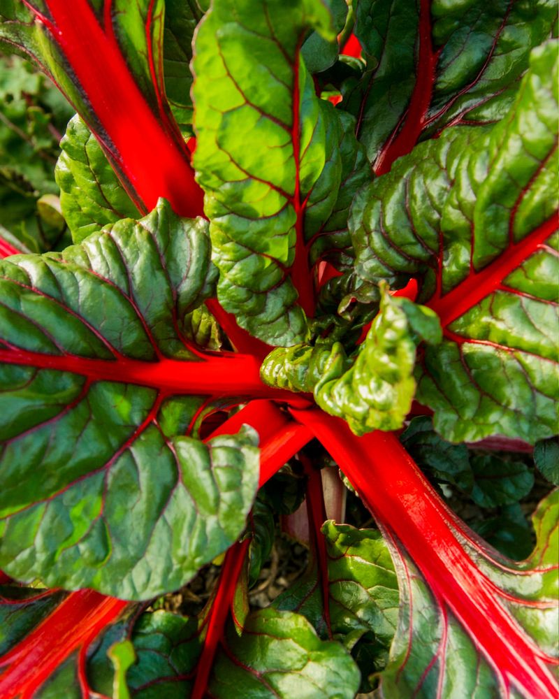 Swiss Chard Continues Producing Through Warm Spring Days Swiss Chard Continues Producing Through Warm Spring Days