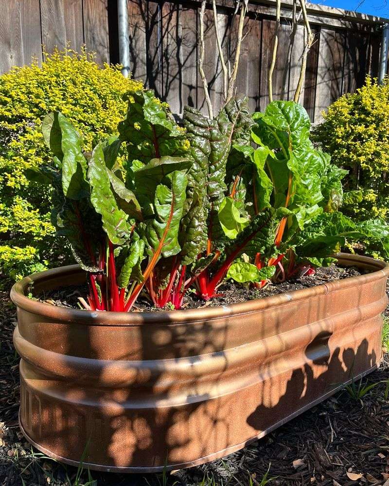 Swiss Chard Handles Heat Better Than Most Greens