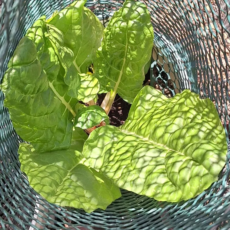 Swiss Chard Handles Heat Better Than Most Leafy Greens