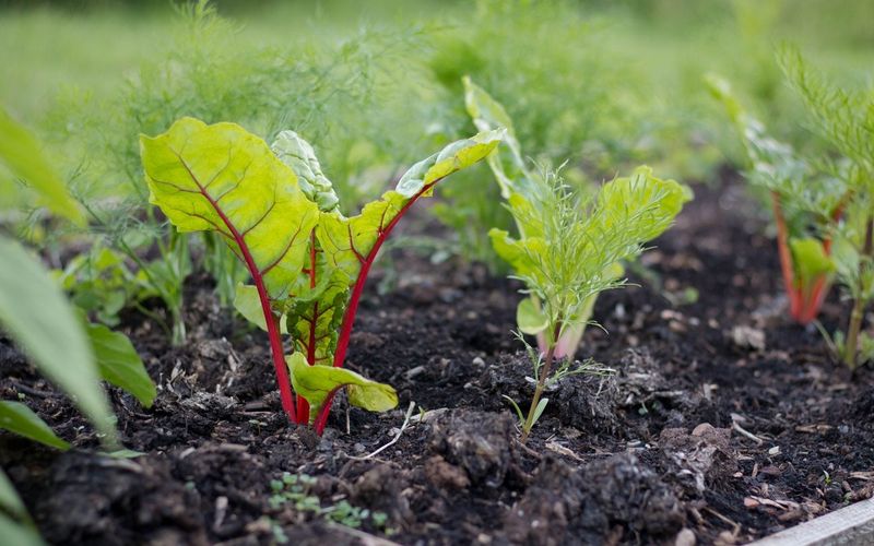 Swiss Chard Handles May Planting With Ease