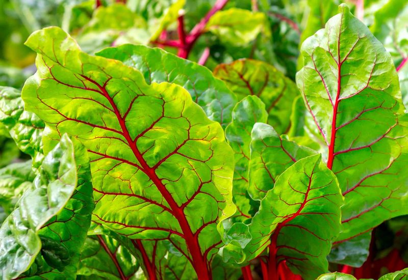 Swiss Chard Keeps Beds Productive And Full