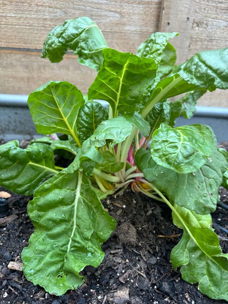 Swiss Chard Looks Pretty And Produces For Months Swiss Chard Looks Pretty And Produces For Months