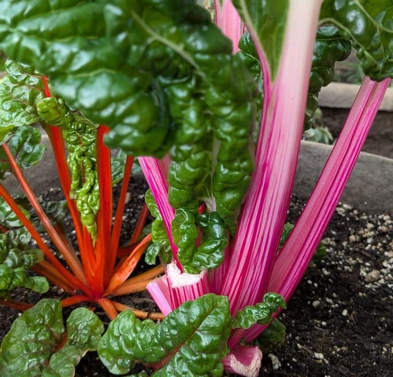 Swiss Chard Pushes Fresh Leaves In Lower Light