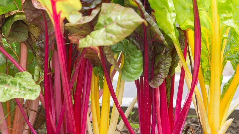 Swiss Chard Stays Productive For Months