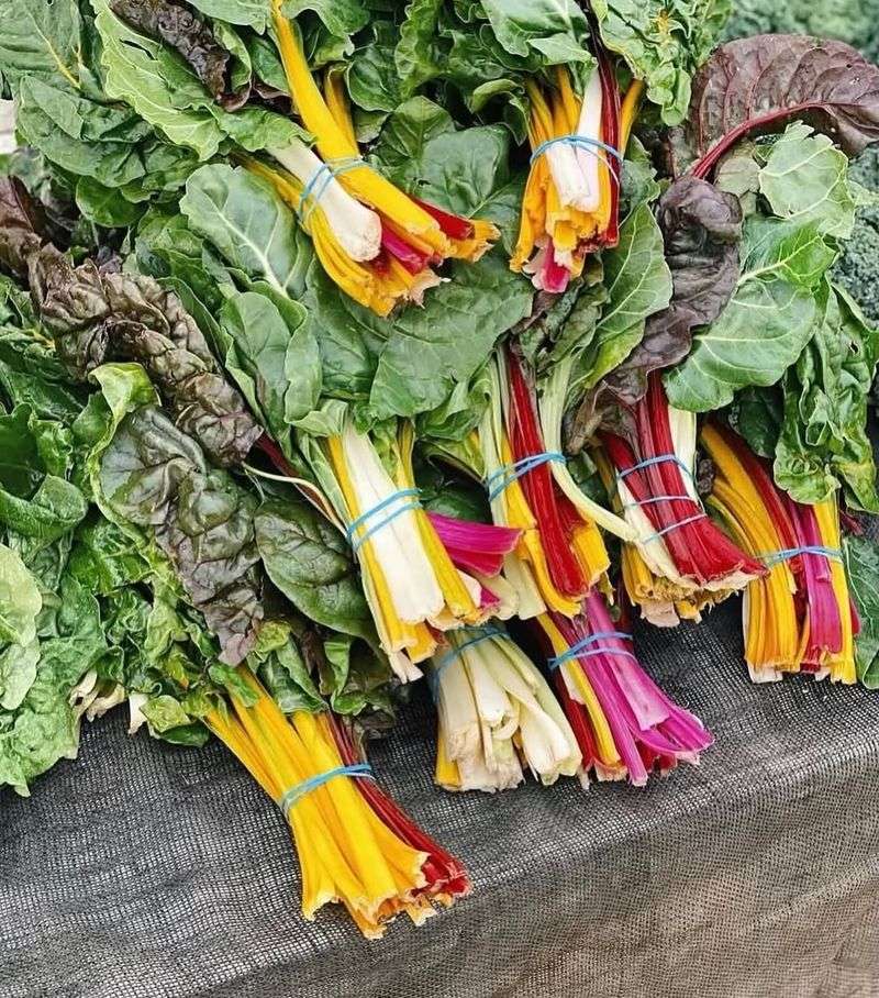 Swiss Chard Swiss Chard