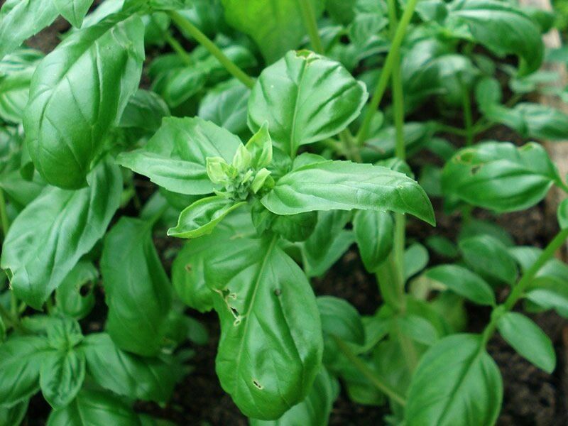 Switch Garden Space To Warm-Season Herbs