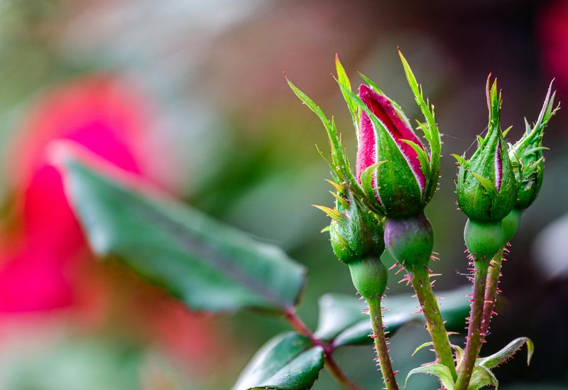 Switch To A Bloom Fertilizer When Buds First Appear Switch To A Bloom Fertilizer When Buds First Appear