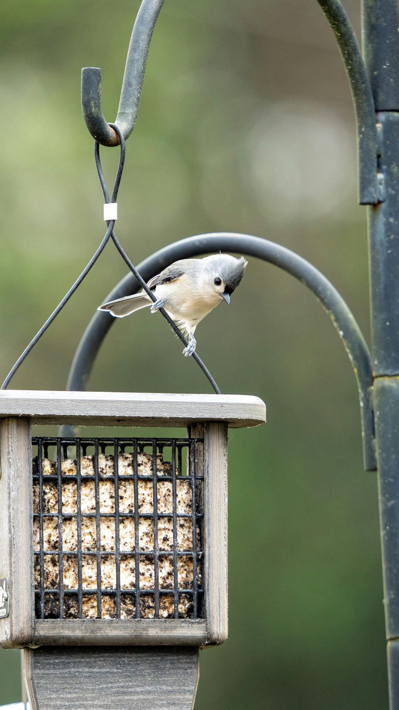 Switch To Raccoon-Proof Bird Feeders Switch To Raccoon-Proof Bird Feeders