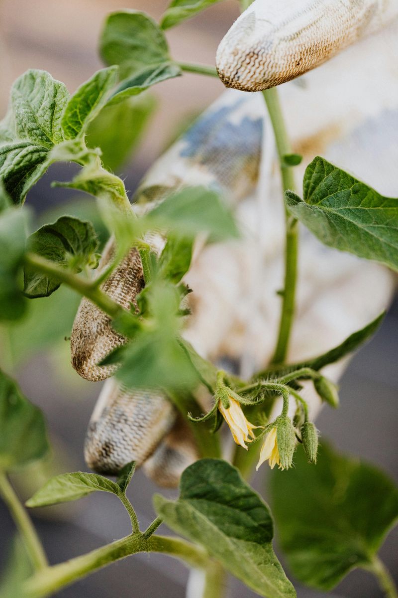 Switch Up Your Fertilizer At This Stage