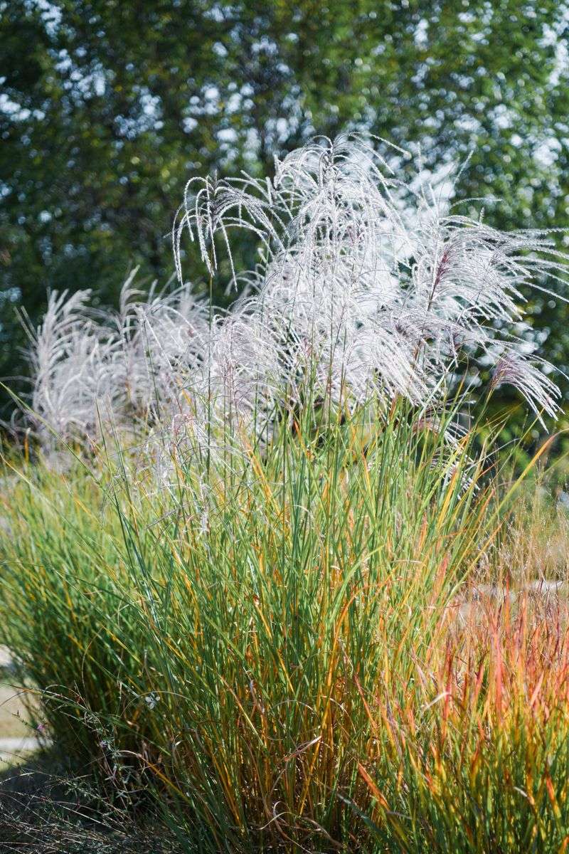 Switchgrass