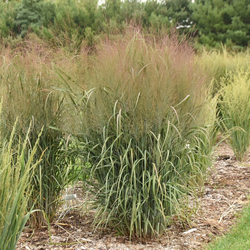 Switchgrass Switchgrass