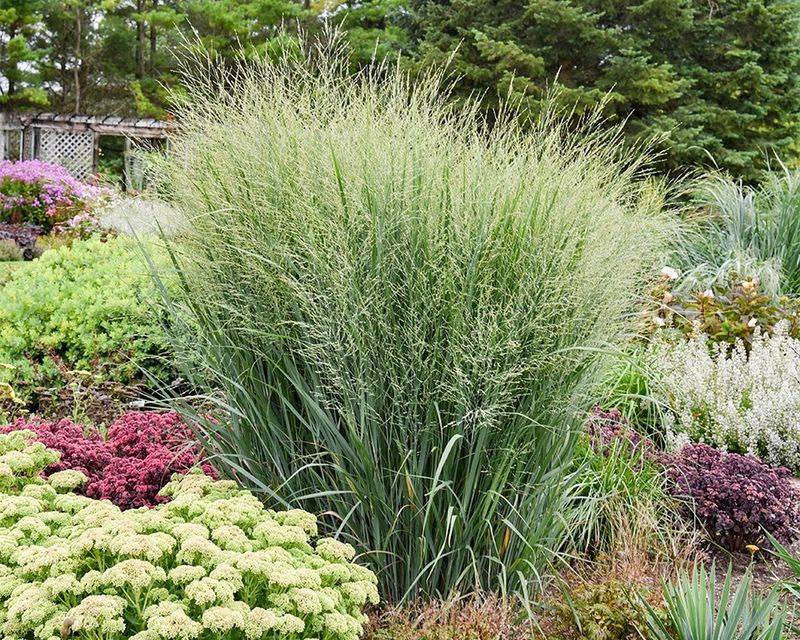 Switchgrass 