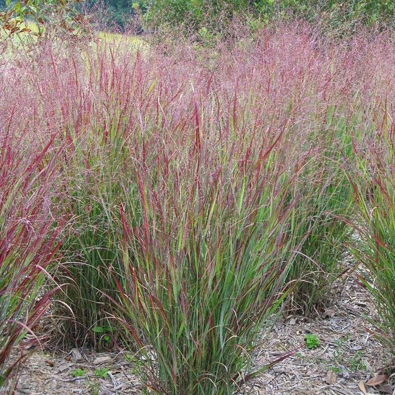 Switchgrass