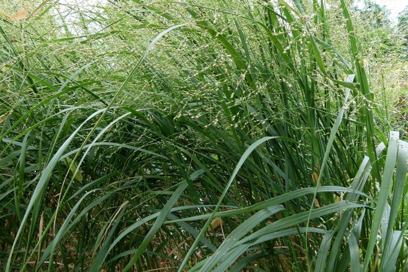 Switchgrass