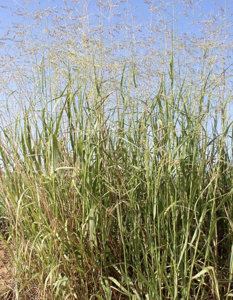 Switchgrass Switchgrass
