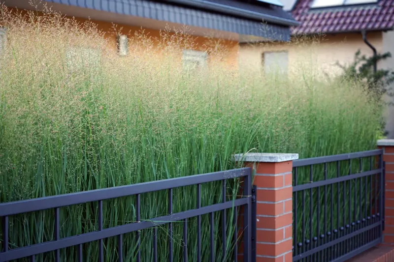 Switchgrass Adds Soft Native Height Switchgrass Adds Soft Native Height