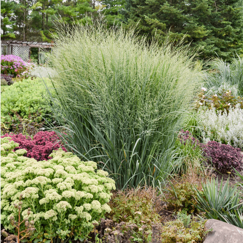 Switchgrass Brings Upright Structure That Lasts