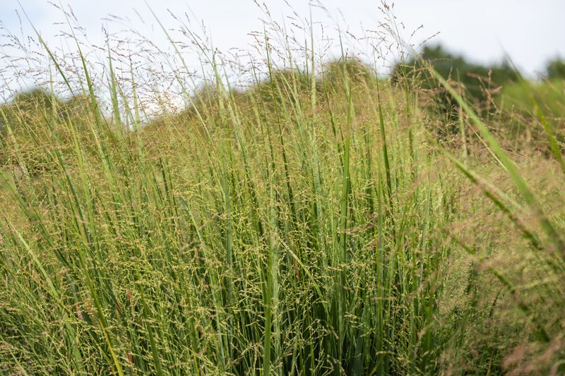 Switchgrass Helps Fireflies Feel More At Home Switchgrass Helps Fireflies Feel More At Home