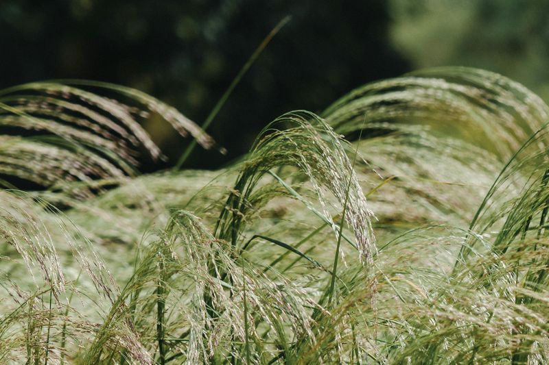 Switchgrass Looks Wild On Purpose
