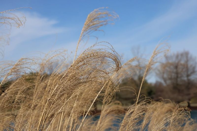 Switchgrass (Panicum Virgatum)