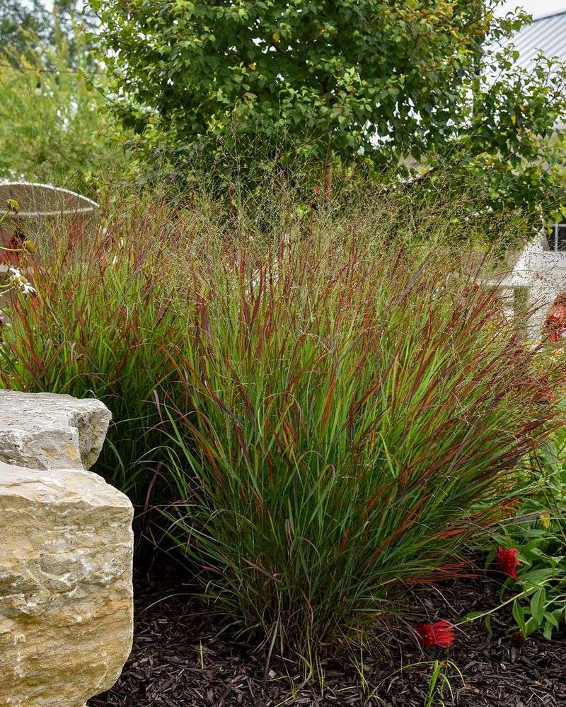 Switchgrass (Panicum virgatum)