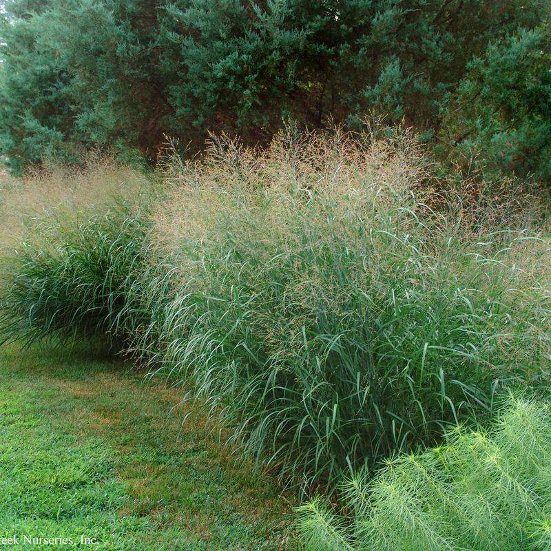 Switchgrass (Panicum virgatum) Holds Soil In Place