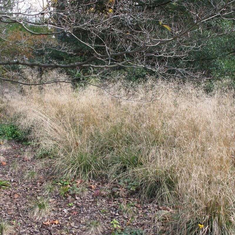 Switchgrass (Panicum virgatum)