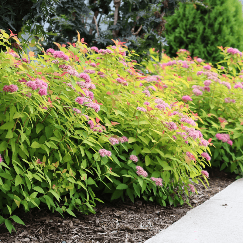 Spirea (Spiraea Japonica)