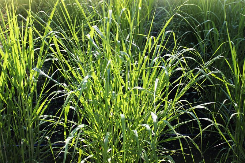 Switchgrass Provides Dense Cover Near The Ground