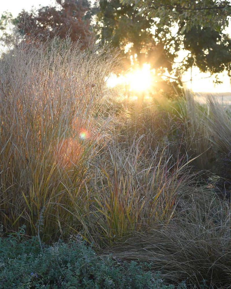 Switchgrass Thrives In Tough Soil Conditions