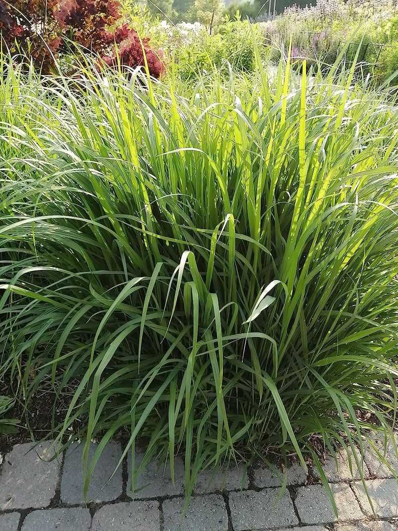 Switchgrass