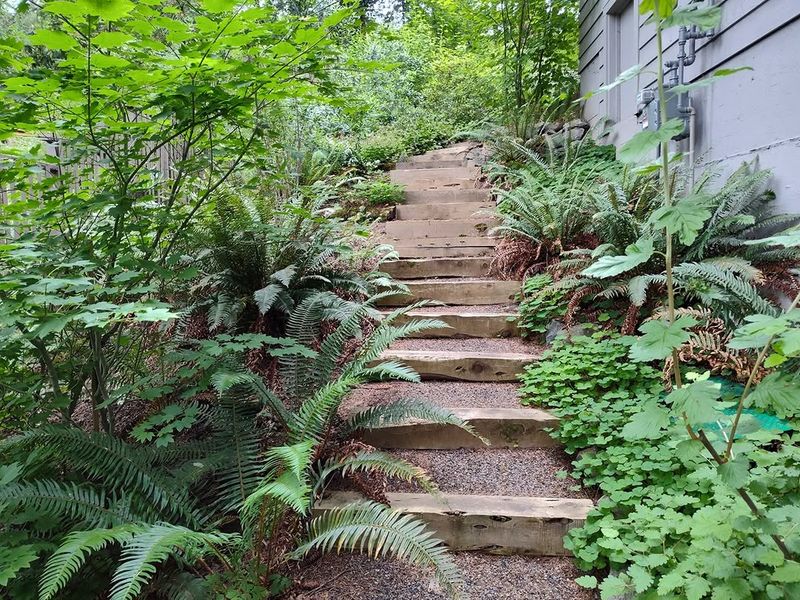 Sword Fern Sword Fern