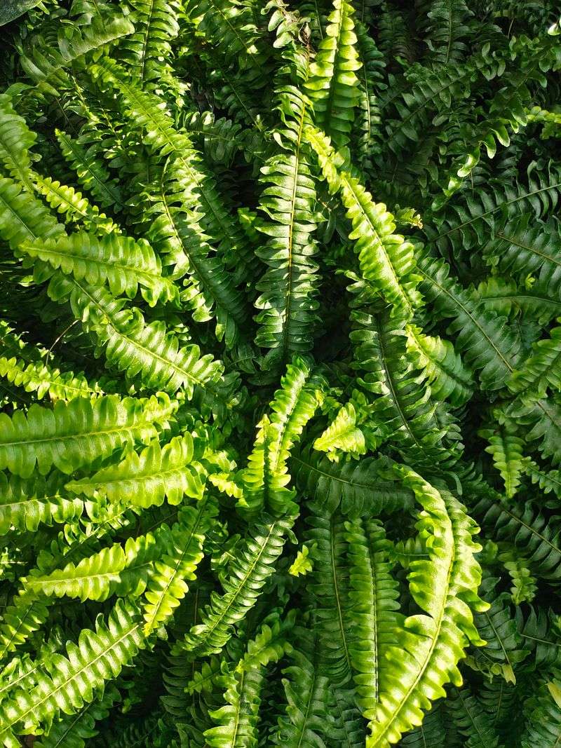 Sword Fern