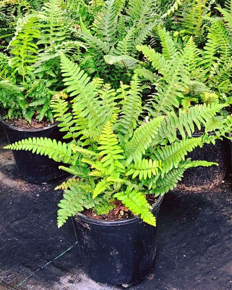 Sword Fern