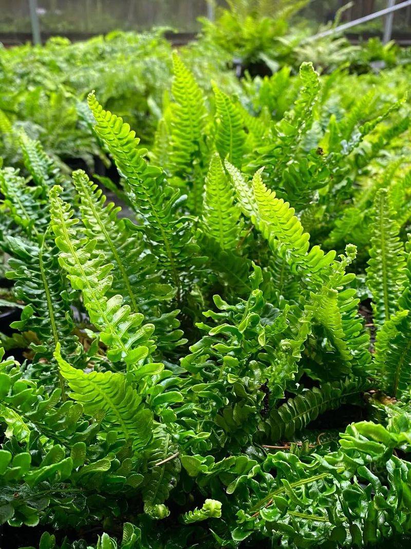 Sword Ferns Might Be Oregon's Most Underrated Cooling Plant Sword Ferns Might Be Oregon's Most Underrated Cooling Plant