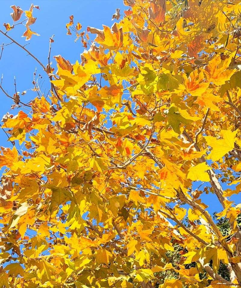 Sycamore Brings Mess And Root Problems Sycamore Brings Mess And Root Problems