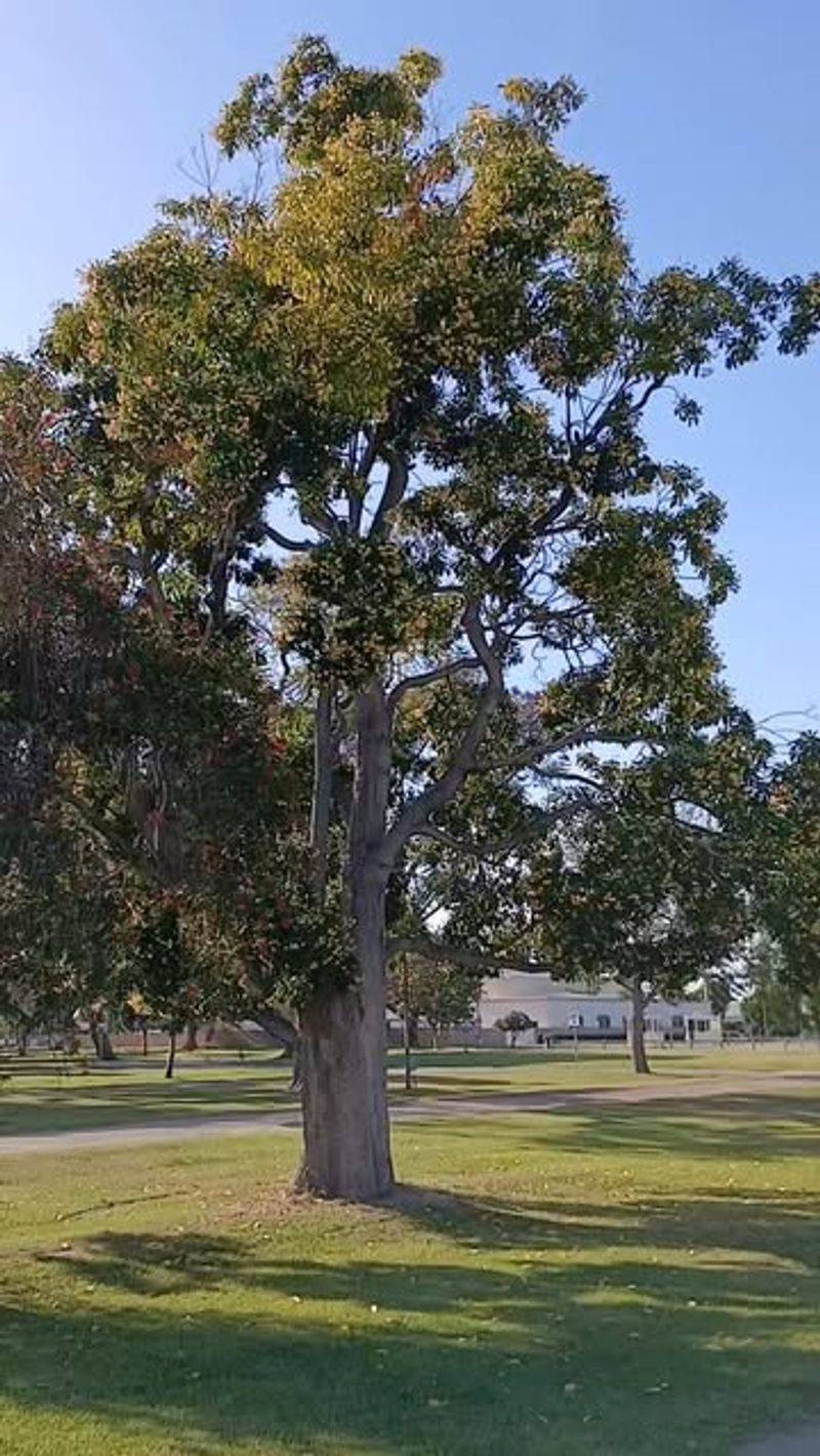 Sycamore (Platanus occidentalis)