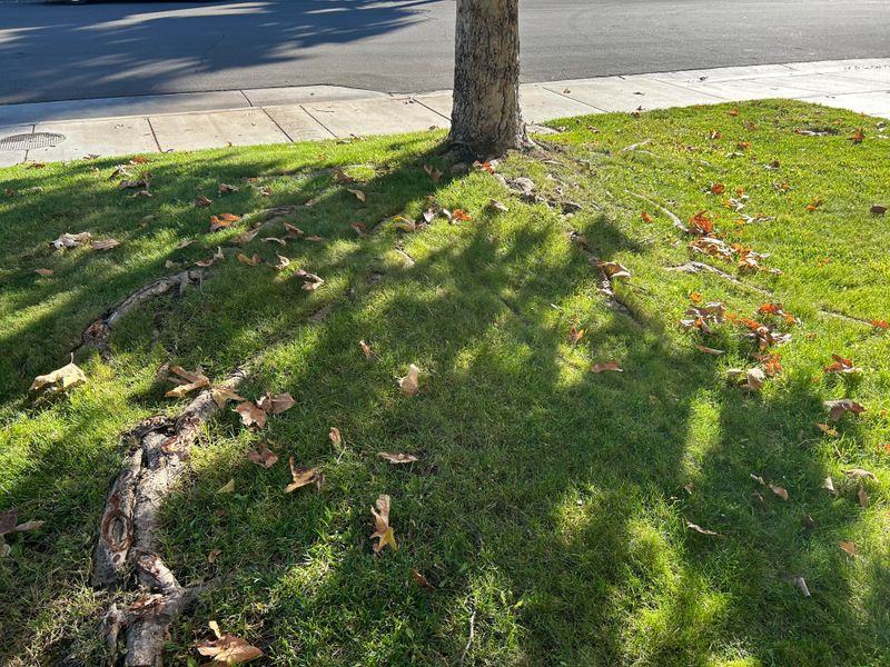 Sycamore 