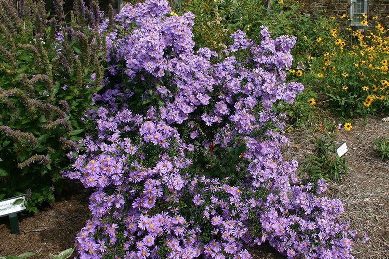 Symphyotrichum Laeve 'Bluebird' Brings Late Blue Color Symphyotrichum Laeve 'Bluebird' Brings Late Blue Color