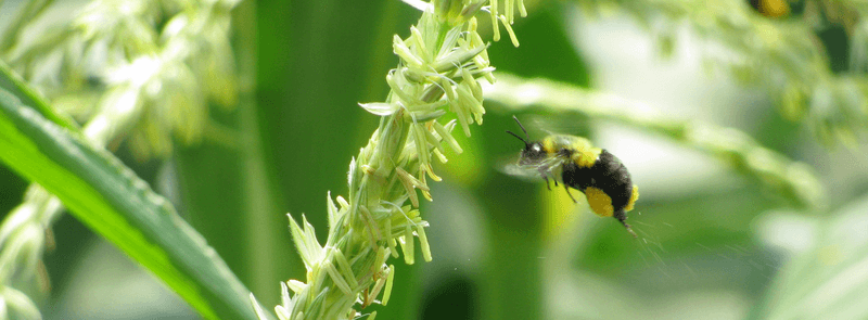 Systemic Insecticides Are The Label Detail To Check