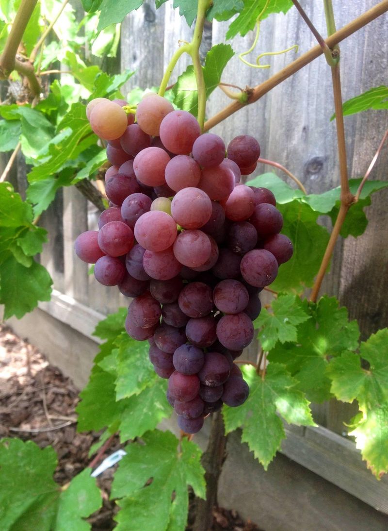 Table Grapes Table Grapes