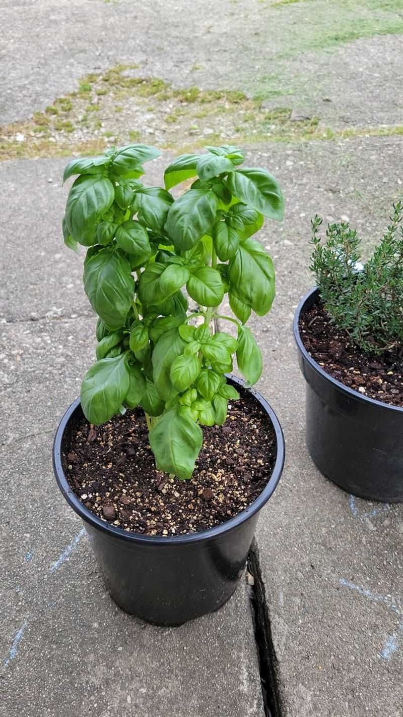 Take Bigger Harvests From Strong Plants