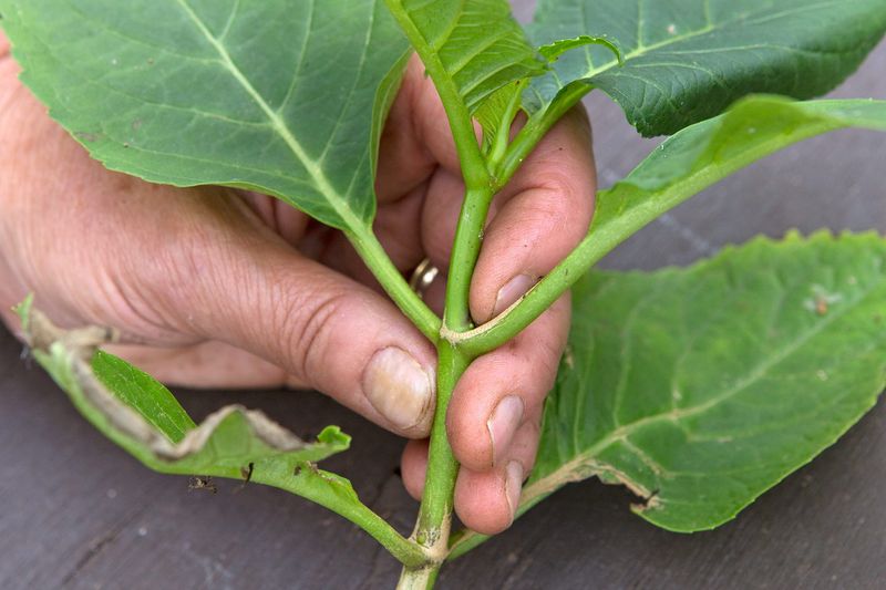 Take Cuttings Early In The Morning For Better Moisture Take Cuttings Early In The Morning For Better Moisture