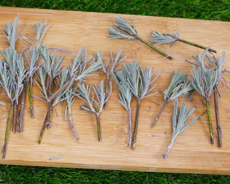 Take Cuttings From Healthy Non-Flowering Stems