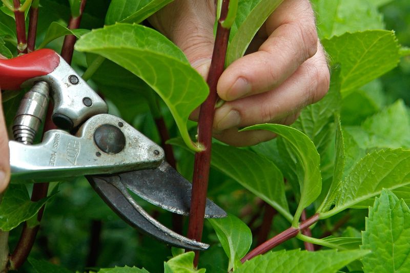 Take Cuttings With At Least Two Nodes