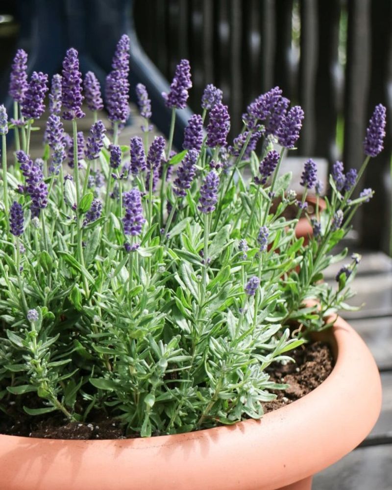 Take Soft Stem Cuttings Before Summer Heat Peaks Take Soft Stem Cuttings Before Summer Heat Peaks