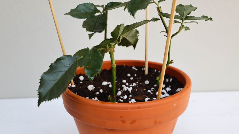Take Stems From Healthy New Growth